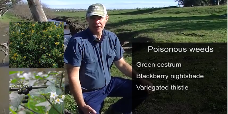 Spraying poisonous weeds around livestock